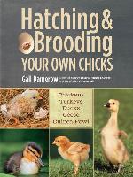 Hatching & Brooding Your Own Chicks