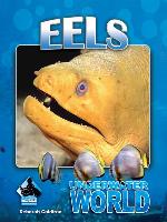 Eels