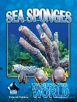 Sea Sponges