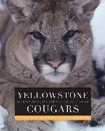 Yellowstone Cougars: Ecology before and during Wolf Restoration