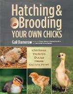 Hatching  Brooding Your Own Chicks