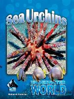 Sea Urchins