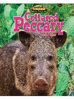 Collared Peccary