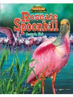 Roseate Spoonbill