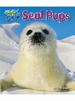 Seal Pups