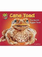 Cane Toad