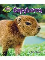 Capybaras