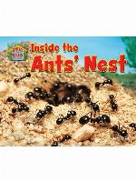 Inside the Ants' Nest