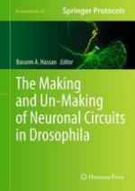 The making and un-making of neuronal circuits in Drosophila