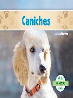 Caniches (Poodles )