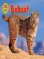 Bobcat