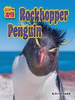 Rockhopper Penguin