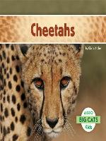 Cheetahs