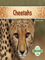 Cheetahs