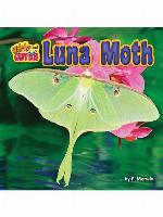 Luna Moth
