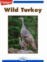 Wild Turkey