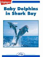 Baby Dolphins in Shark Bay