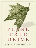 Plane Tree Drive