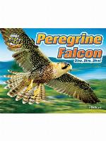 Peregrine Falcon