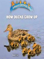 How Ducks Grow Up