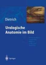 Urologische Anatomie im Bild von der künstlerisch-anatomischen Abbildung zu den ersten Operationen